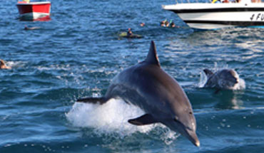 observer et nager avec les dauphins à l'île Maurice

